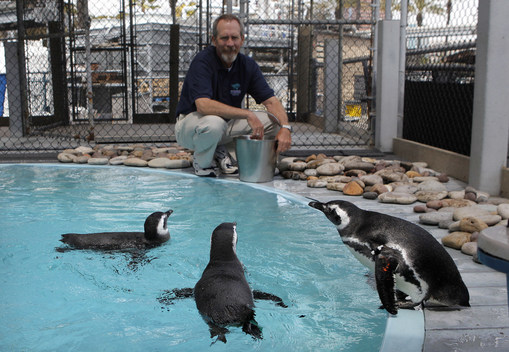 Rescued penguins